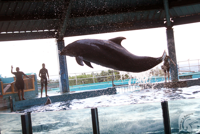 Sea life Park provided a dolphin show as entertainment before dinner.